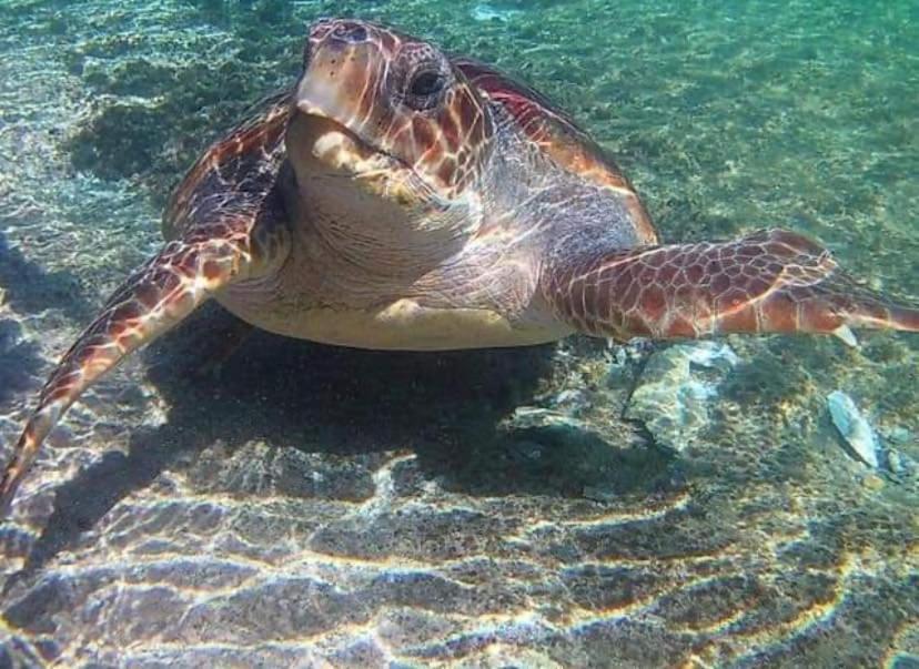 Отель Elafonisos Elaion Экстерьер фото